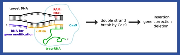 CRISPR - Cas9