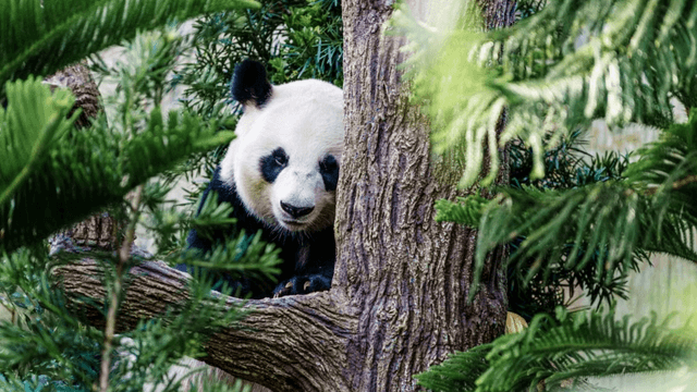 Le molte vite degli animali
