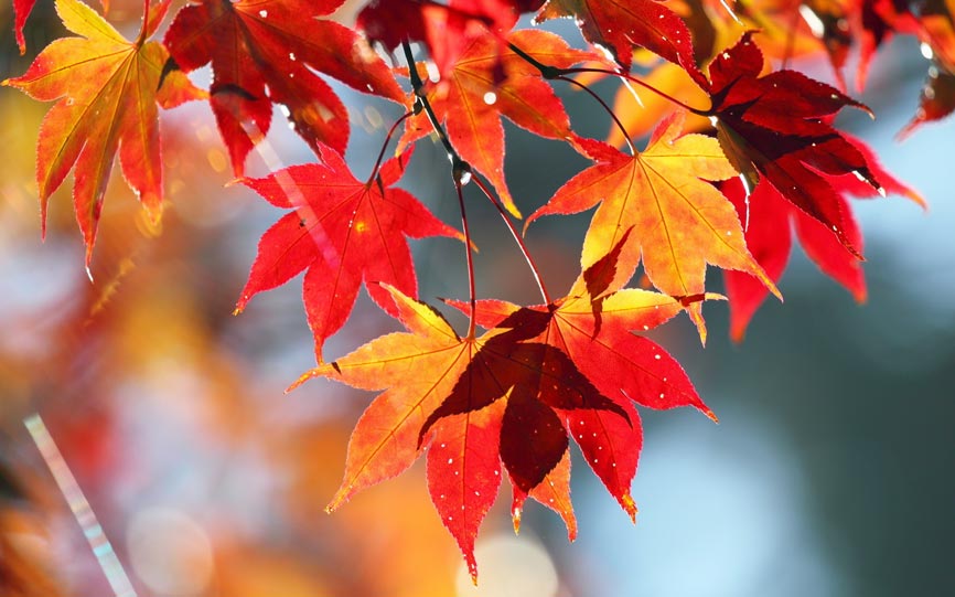 nicola-barilli-italia-in-autunno