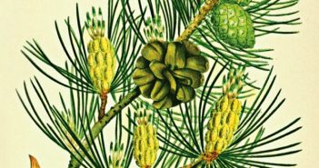 Fredrik Sjöberg – L’arte della fuga Fredrik Sjoberg - L'arte della fuga